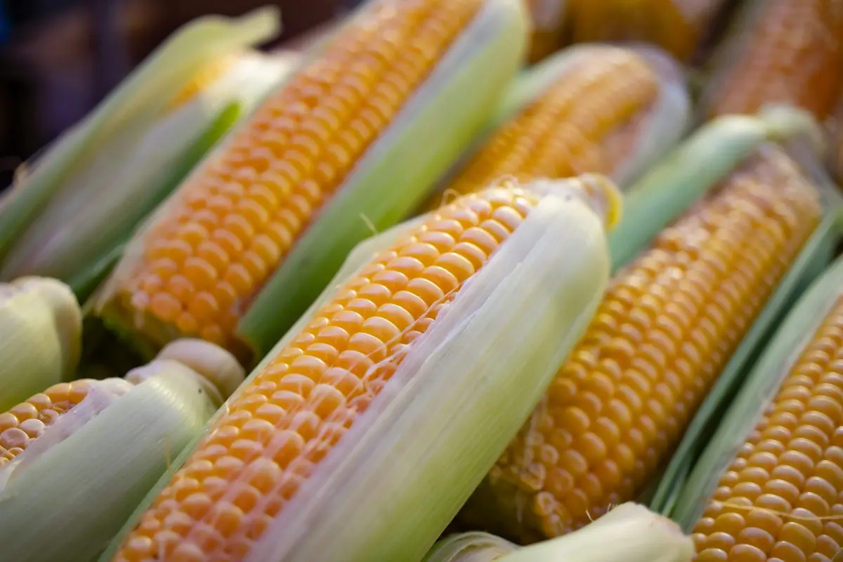 Fresh maize cobs with their husks pulled back